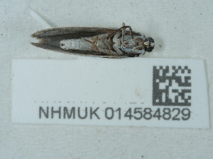  ( - NHMUK014584829)  @11 [ ] Unspecified (default): All Rights Reserved  Unspecified Unspecified