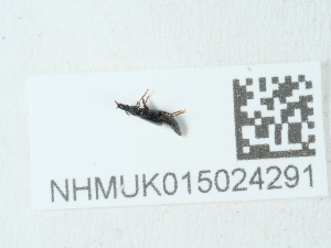  ( - NHMUK015024291)  @11 [ ] Unspecified (default): All Rights Reserved  Unspecified Unspecified