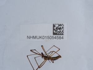 ( - NHMUK015054584)  @11 [ ] Unspecified (default): All Rights Reserved  Unspecified Unspecified