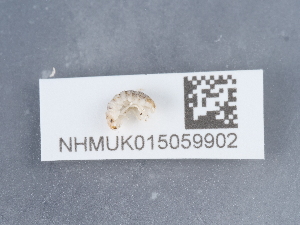  ( - NHMUK015059902)  @11 [ ] Unspecified (default): All Rights Reserved  Unspecified Unspecified