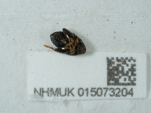  ( - NHMUK015073204)  @11 [ ] Unspecified (default): All Rights Reserved  Unspecified Unspecified