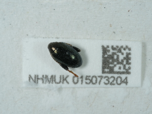  ( - NHMUK015073204)  @11 [ ] Unspecified (default): All Rights Reserved  Unspecified Unspecified