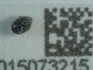  ( - NHMUK015073215)  @11 [ ] Unspecified (default): All Rights Reserved  Unspecified Unspecified