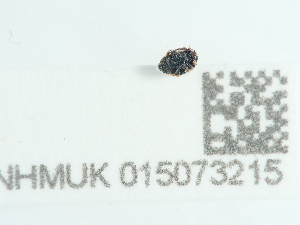  ( - NHMUK015073215)  @11 [ ] Unspecified (default): All Rights Reserved  Unspecified Unspecified
