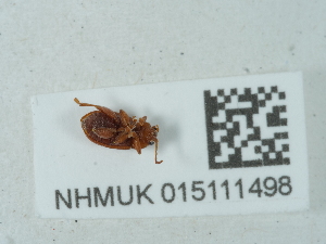  ( - NHMUK015111498)  @11 [ ] Unspecified (default): All Rights Reserved  Unspecified Unspecified