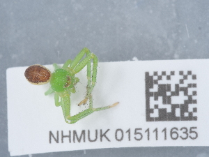  ( - NHMUK015111635)  @11 [ ] Unspecified (default): All Rights Reserved  Unspecified Unspecified