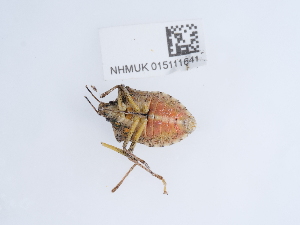  ( - NHMUK015111641)  @11 [ ] Unspecified (default): All Rights Reserved  Unspecified Unspecified