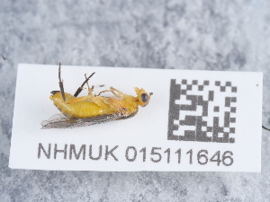  ( - NHMUK015111646)  @11 [ ] Unspecified (default): All Rights Reserved  Unspecified Unspecified