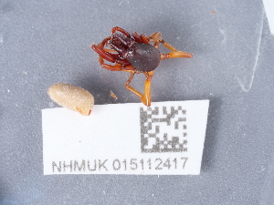  ( - NHMUK015112417)  @11 [ ] Unspecified (default): All Rights Reserved  Unspecified Unspecified