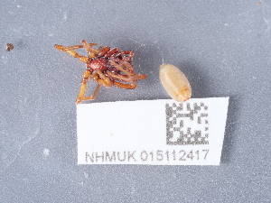  ( - NHMUK015112417)  @11 [ ] Unspecified (default): All Rights Reserved  Unspecified Unspecified