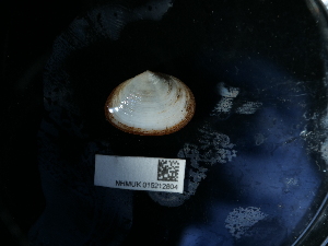  ( - NHMUK015212804)  @11 [ ] Unspecified (default): All Rights Reserved  Unspecified Unspecified