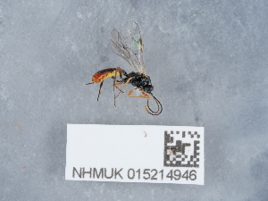  ( - NHMUK015214946)  @11 [ ] Unspecified (default): All Rights Reserved  Unspecified Unspecified