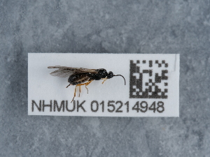  ( - NHMUK015214948)  @11 [ ] Unspecified (default): All Rights Reserved  Unspecified Unspecified
