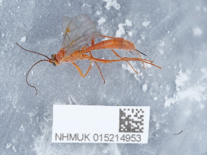  ( - NHMUK015214953)  @11 [ ] Unspecified (default): All Rights Reserved  Unspecified Unspecified
