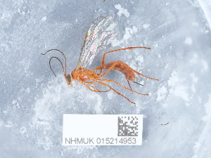  ( - NHMUK015214953)  @11 [ ] Unspecified (default): All Rights Reserved  Unspecified Unspecified