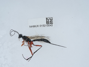  ( - NHMUK015215043)  @11 [ ] Unspecified (default): All Rights Reserved  Unspecified Unspecified