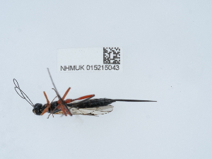  ( - NHMUK015215043)  @11 [ ] Unspecified (default): All Rights Reserved  Unspecified Unspecified