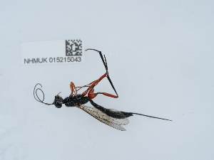  ( - NHMUK015215043)  @11 [ ] Unspecified (default): All Rights Reserved  Unspecified Unspecified