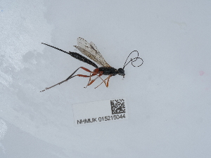  ( - NHMUK015215044)  @11 [ ] Unspecified (default): All Rights Reserved  Unspecified Unspecified