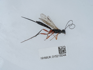  ( - NHMUK015215044)  @11 [ ] Unspecified (default): All Rights Reserved  Unspecified Unspecified