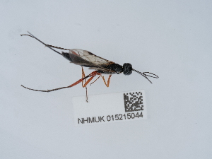  ( - NHMUK015215044)  @11 [ ] Unspecified (default): All Rights Reserved  Unspecified Unspecified