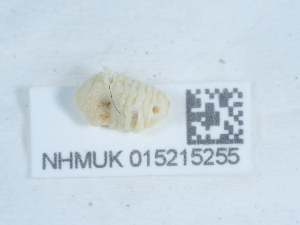  ( - NHMUK015215255)  @11 [ ] Unspecified (default): All Rights Reserved  Unspecified Unspecified