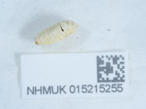  ( - NHMUK015215255)  @11 [ ] Unspecified (default): All Rights Reserved  Unspecified Unspecified