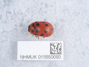  ( - NHMUK015550093)  @11 [ ] Unspecified (default): All Rights Reserved  Unspecified Unspecified