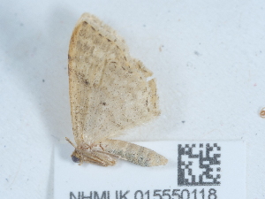  (Idaea fuscovenosa fuscovenosa - NHMUK015550118)  @11 [ ] Unspecified (default): All Rights Reserved  Unspecified Unspecified