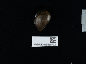  (Ampullaceana balthica - NHMUK015556773)  @11 [ ] Unspecified (default): All Rights Reserved  Unspecified Unspecified
