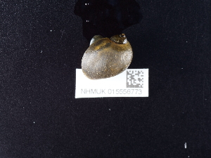  ( - NHMUK015556773)  @11 [ ] Unspecified (default): All Rights Reserved  Unspecified Unspecified