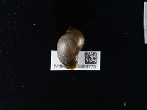  ( - NHMUK015556773)  @11 [ ] Unspecified (default): All Rights Reserved  Unspecified Unspecified
