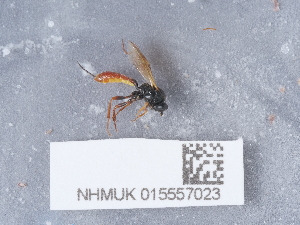  ( - NHMUK015557023)  @11 [ ] Unspecified (default): All Rights Reserved  Unspecified Unspecified
