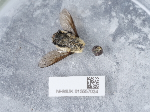  ( - NHMUK015557024)  @11 [ ] Unspecified (default): All Rights Reserved  Unspecified Unspecified