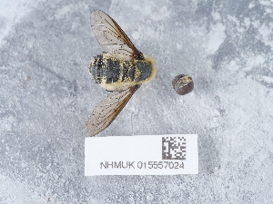  ( - NHMUK015557024)  @11 [ ] Unspecified (default): All Rights Reserved  Unspecified Unspecified