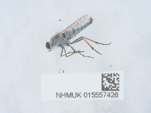  ( - NHMUK015557426)  @11 [ ] Unspecified (default): All Rights Reserved  Unspecified Unspecified