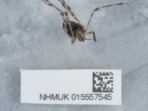  ( - NHMUK015557545)  @11 [ ] Unspecified (default): All Rights Reserved  Unspecified Unspecified