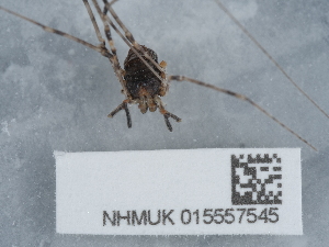  ( - NHMUK015557545)  @11 [ ] Unspecified (default): All Rights Reserved  Unspecified Unspecified