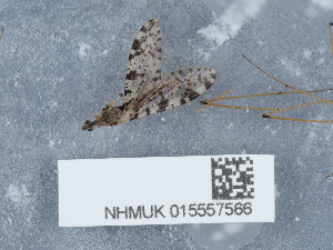  ( - NHMUK015557566)  @11 [ ] Unspecified (default): All Rights Reserved  Unspecified Unspecified