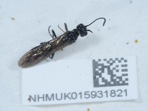  (Cephus pygmaeus - NHMUK015931821)  @11 [ ] Unspecified (default): All Rights Reserved  Unspecified Unspecified