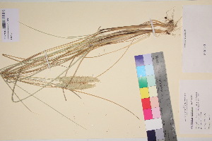  (Calamagrostis arenaria - TROM_V_108433_sg)  @11 [ ] CreativeCommons - Attribution Non-Commercial Share-Alike (2017) Unspecified Tromsø University Museum