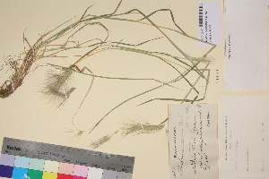  (Hordeum comosum - TROM_V_109900_sg)  @11 [ ] CreativeCommons - Attribution Non-Commercial Share-Alike (2017) Unspecified Tromsø University Museum