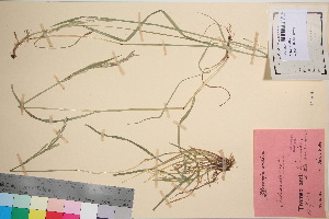  (Festuca arundinacea - TROM_V_110044_sg)  @11 [ ] CreativeCommons - Attribution Non-Commercial Share-Alike (2016) Unspecified Tromso University Museum