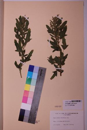  (Chenopodium ficifolium - TROM_V_112157_sg)  @11 [ ] CreativeCommons - Attribution Non-Commercial Share-Alike (2018) Unspecified Tromsø University Museum
