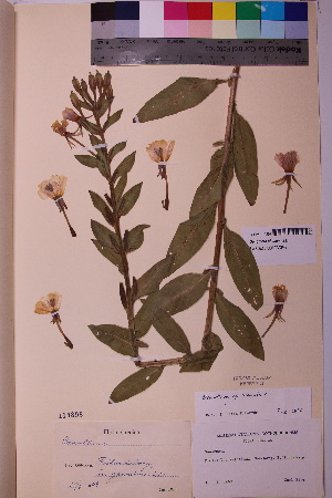  ( - TROM_V_114898_sg)  @11 [ ] CreativeCommons - Attribution Non-Commercial Share-Alike (2018) Unspecified Tromsø University Museum