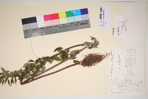  ( - TROM_V_115614_sg)  @11 [ ] CreativeCommons - Attribution Non-Commercial Share-Alike (2017) Unspecified Tromsø University Museum