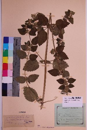  (Ballota nigra ssp. ruderalis - TROM_V_115616_sg)  @11 [ ] CreativeCommons - Attribution Non-Commercial Share-Alike (2018) Unspecified Tromsø University Museum