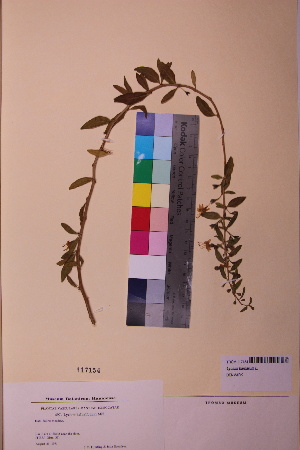  ( - TROM_V_117154_sg)  @11 [ ] CreativeCommons - Attribution Non-Commercial Share-Alike (2018) Unspecified Tromsø University Museum