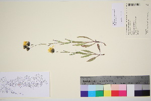  (Hieracium onosmoides - TROM_V_133916_sg)  @11 [ ] CreativeCommons - Attribution Non-Commercial Share-Alike (2016) Unspecified Tromso University Museum