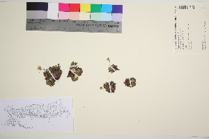  ( - TROM_V_134131_sg)  @11 [ ] CreativeCommons - Attribution Non-Commercial Share-Alike (2016) Unspecified Tromso University Museum